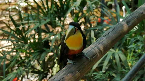 Toucan in a bird reserve. Video stock 87722604