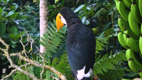 A toucan bird resting on a tree Stock Footage 294217260