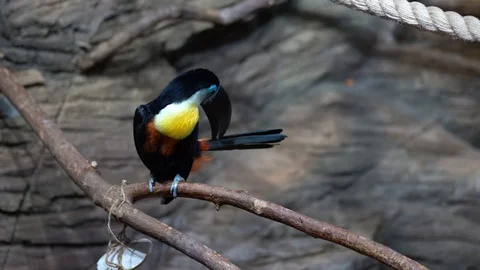 A Toucan bird sits on a tree branch Stock Footage 129575294