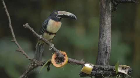 Toucan Bird Sitting In A Tree, Costa Rica Stock Footage 35760698