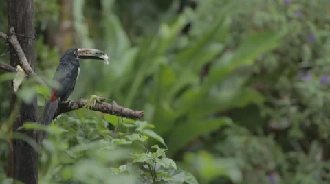 Toucan Bird Sitting In A Tree, Costa Rica Stock Footage 35764100