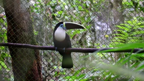 Toucan bird in zoo Stock Footage 321099649