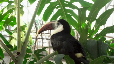 Toucan on a branch Stock-Footage 101313629