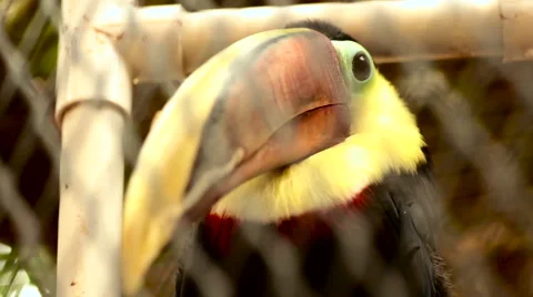 Toucan in Cage Stock Footage 53081097
