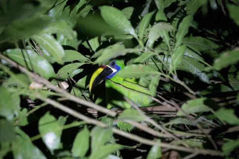 Toucan in canopy at night Stock Photos