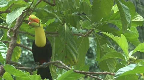 Toucan chatters in a Noni tree. Stock Footage 25820948