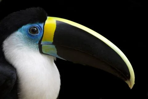 Toucan Close-up 스톡 사진