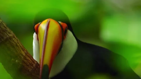 Toucan closup Stock-Footage 43794197