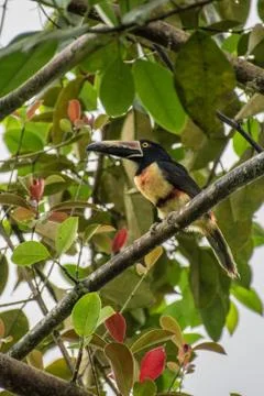 Toucan collarejo Stock Photos