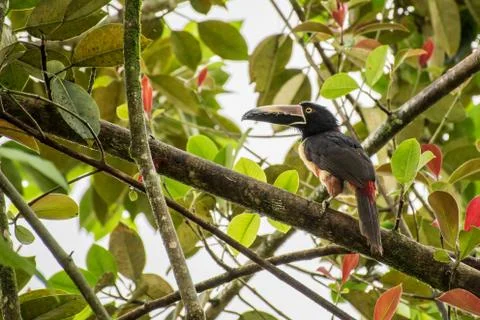 Toucan collarejo Stock Photos