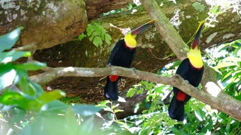 Toucan eating on the tree in the park Stock Footage 130352323