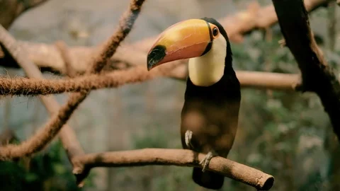 Toucan, famous amazon bird Stock Footage 96419776
