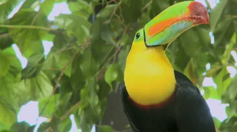 Toucan Video stock 114214