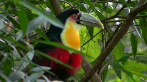 Toucan 库存影片 462768