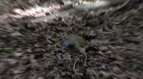 TOUCAN Stock Footage 891507