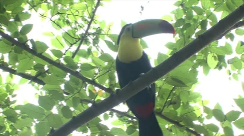 TOUCAN Stock Footage 909031