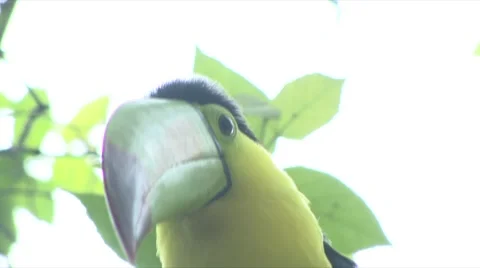 TOUCAN 스톡 동영상 909061