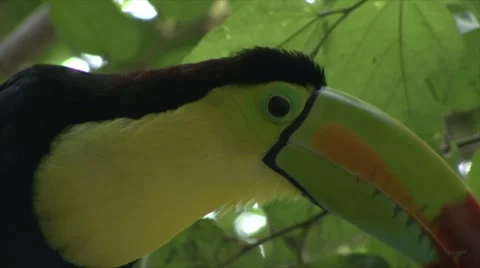 TOUCAN Stock Footage 909085