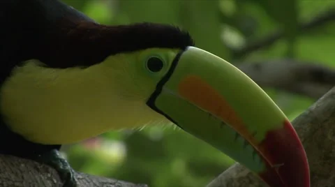 TOUCAN Stock Footage 909106