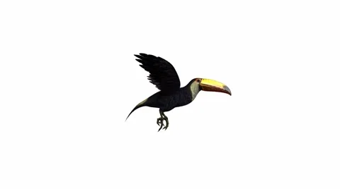 Toucan Stock Footage 973953