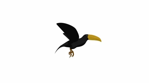 Toucan Stock Footage 973956