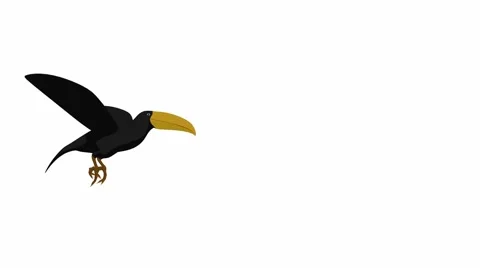 Toucan Stock Footage 973957