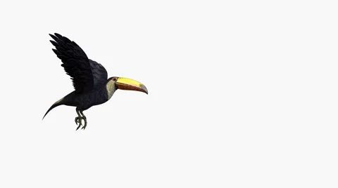 Toucan Stock Footage