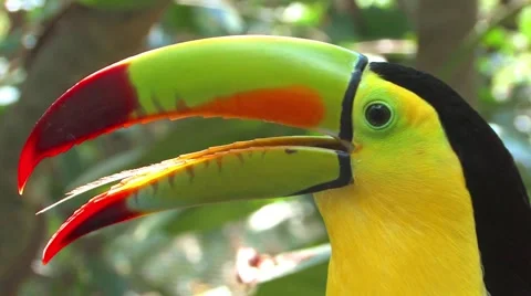 Toucan 스톡 동영상 1091840