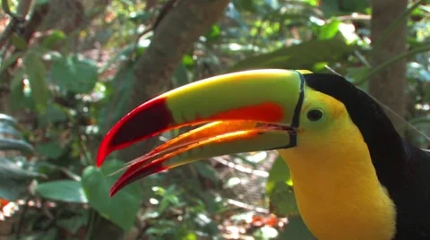 Toucan Video stock 1091845