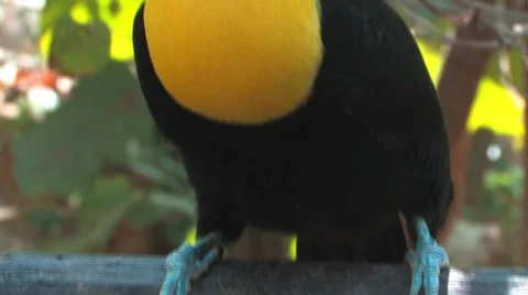Toucan Video stock 1091847