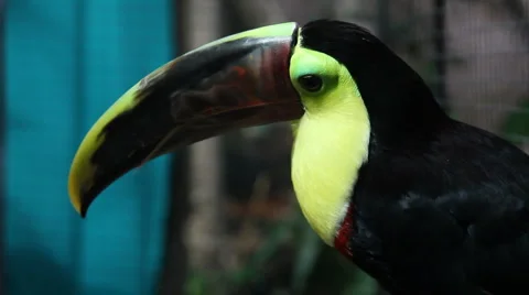 Toucan Stock Footage