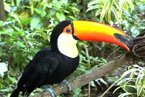 Toucan Stock Footage 9452462