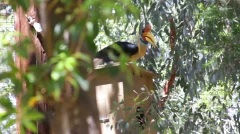 Toucan Stock Footage 10882791