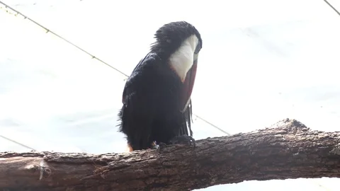 Toucan Stock Footage 107092856