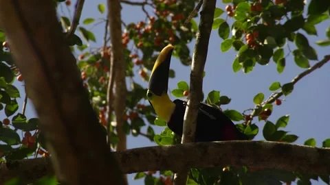 TOUCAN Video stock 312697405