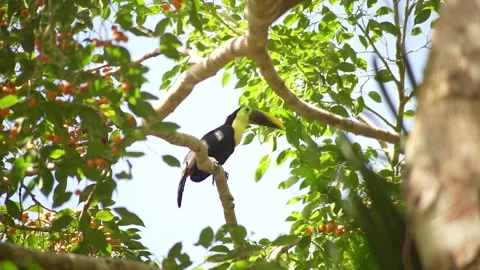 Toucan Video stock 312814413