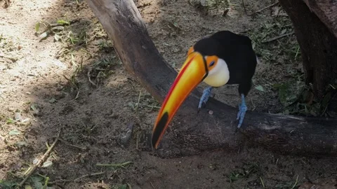 Toucan 스톡 동영상 317321044