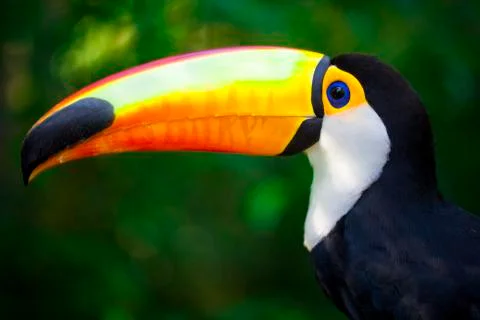 Toucan on the  forest of Brazil Stock Photos