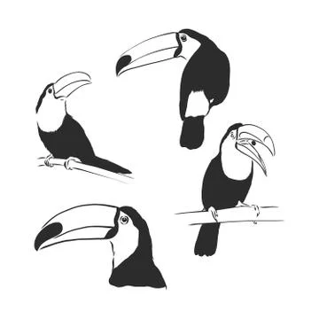 Toucan hand drawn vector llustration realistic sketch. Toucan bird vector ske Stock Illustration