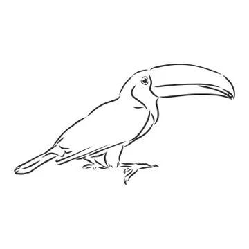 Toucan hand drawn vector llustration realistic sketch, Toucan bird, vector sk Stock Illustration