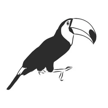 Toucan hand drawn vector llustration realistic sketch, Toucan bird, vector sk Stock Illustration