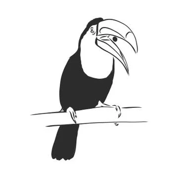 Toucan hand drawn vector llustration realistic sketch, Toucan bird, vector sk Stock Illustration