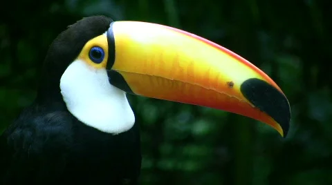 Toucan (HD Video) Stock Footage 107915