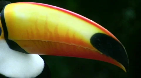 Toucan (HD Video) Stock Footage 107920