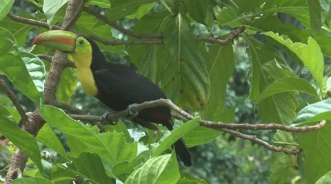 Toucan hops from branch in Noni tree. Video stock 25819201