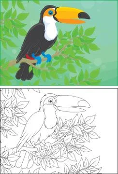 Toucan Stock Illustration