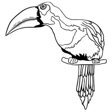 Toucan Stock Illustration