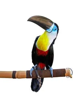 Toucan isolated on white background 写真素材