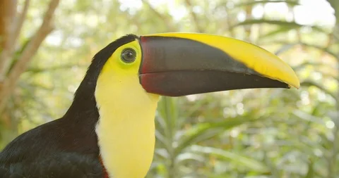 Toucan in the Jungle 2 Stock Footage 107439474