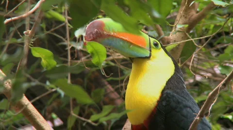 Toucan looking around Stock Footage 114239